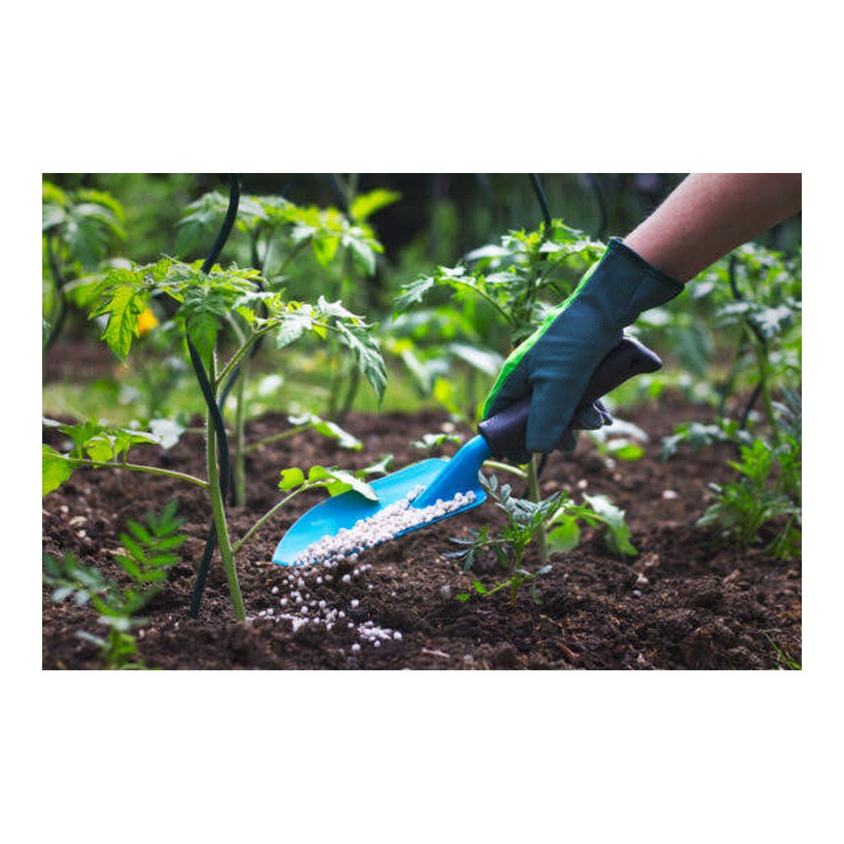 Fertilizers